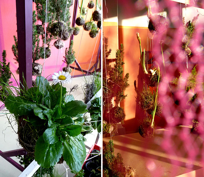 flower gardens