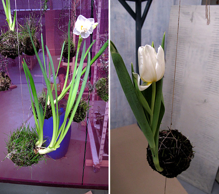 new hanging gardens